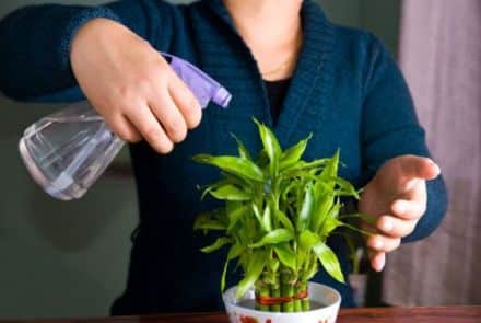 kako-zaljevati-biljku-ako-vas-nema-doma
