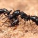 kako-zive-mravi