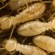 kako-zive-termiti