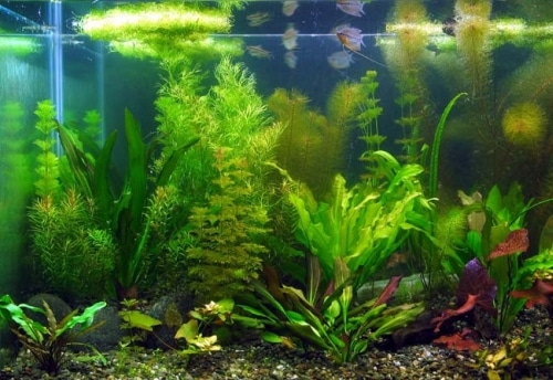 kako-odabrati-biljke-za-akvarij