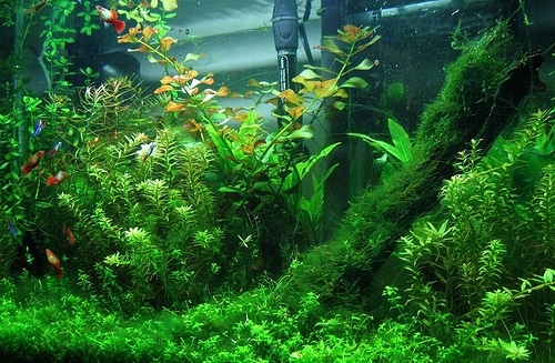 kako-odrzavati-biljke-u-akvariju