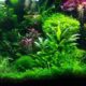 kako-saditi-biljke-za-akvarij