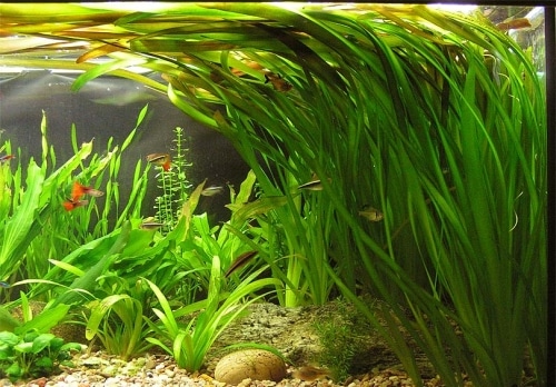 kako-transportirati-biljke-za-akvarij