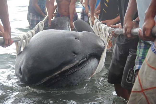 Fishermen use a stretcher with steels bars to carry a rare 15-foot (4.5-m) megamouth shark, which was trapped in a fishermen's net in Burias Pass