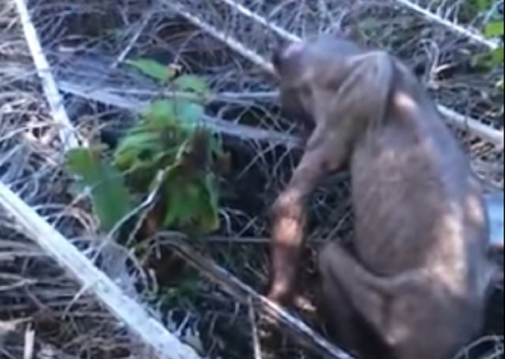 Screenshot: Youtube/The Borneo Post SEEDS