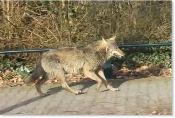 Vukovi nisu viđeni u ovom području više od 150 godina © SWNS