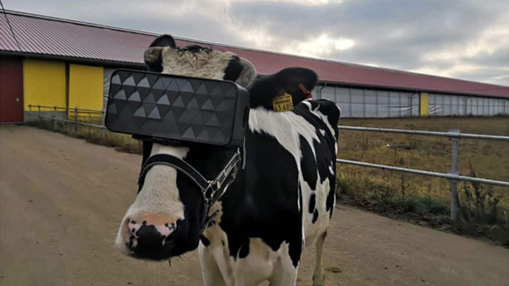 Krave u Turskoj koje obitavaju u zatvorenom tijekom zime dobivaju VR naočale kako bi se osjećale kao da su na otvorenom