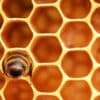 Otkrijte zašto pčele proizvode med i kako to točno rade