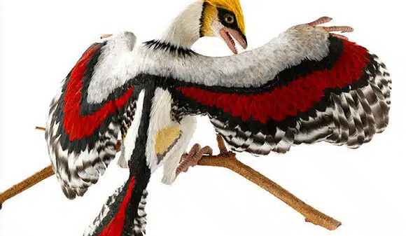 Prikaz Archaeopteryxa