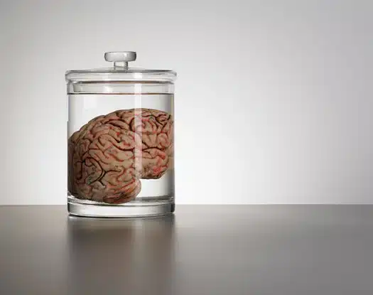 mozak