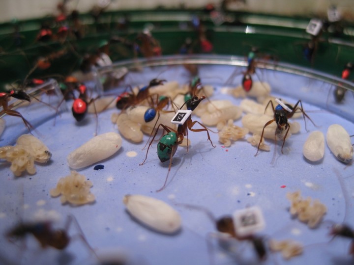 kolonija-mravi