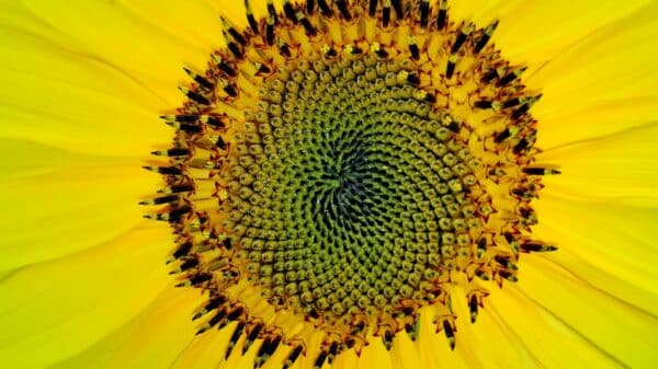 Fibonaccijev niz