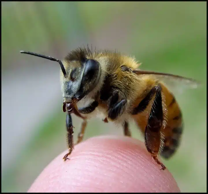 Pčela. (Credit: Adam Siegel)