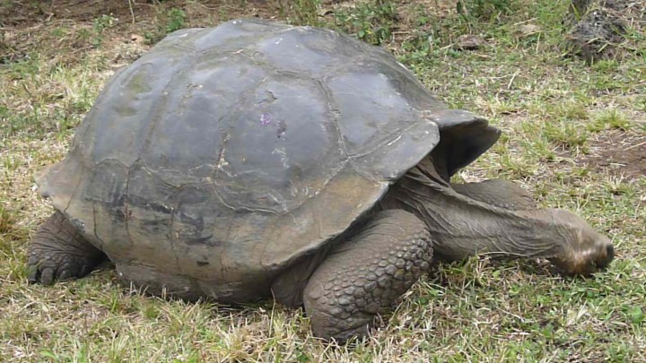 Kornjača s Galapagosa. (Credit: Wikimedia)