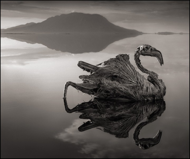 (Credit: Nick Brandt)