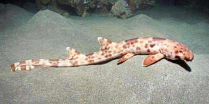 Bamboo shark: Hemiscyllium halmahera. (Credit: Courtesy of CI/Mark V. Erdmann)