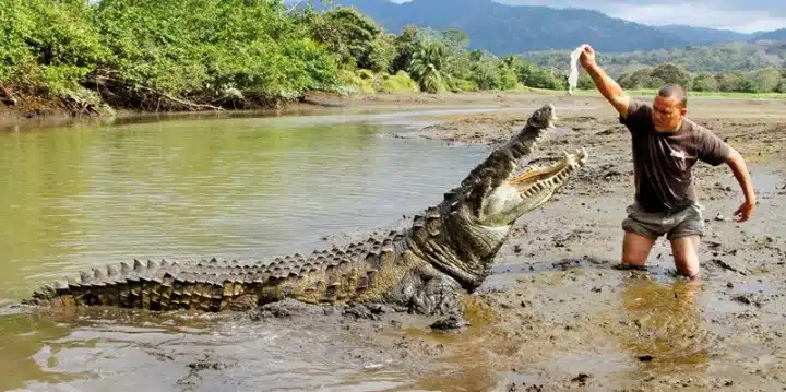krokodil-prirodna-selekcija