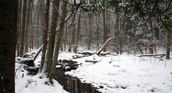 (Credit: Wikimedia)
