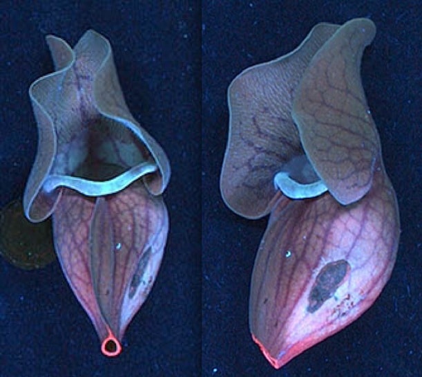 Sarracenia purpurea, biljka mesožderka koja živi u Istočnom SAD-u, također svijetli pod UV svjetlom.