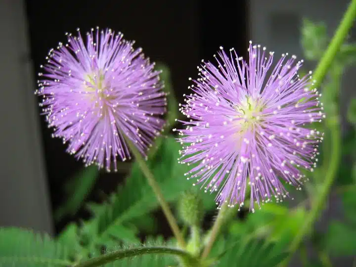  Mimosa pudica. (Credit: Wikimedia)