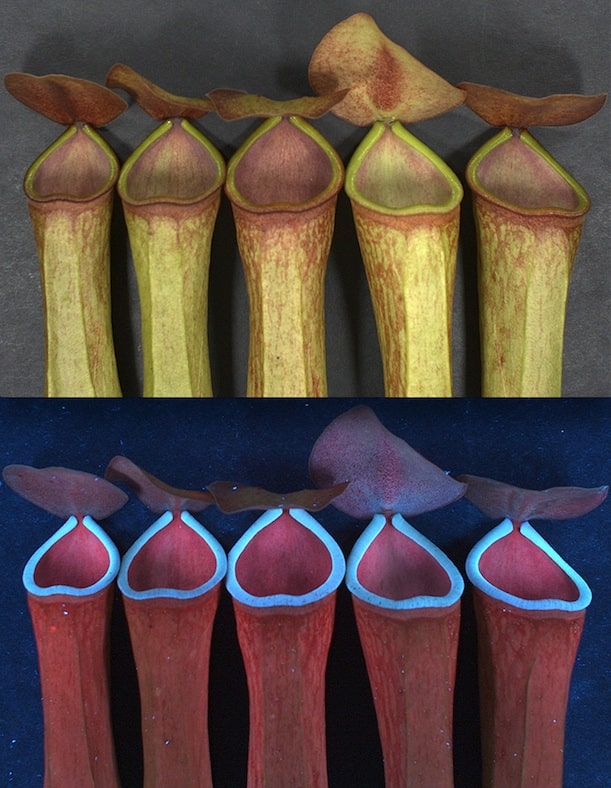 Red visokih biljaka vrste, Nepenthes khasiana, pod normalnim svjetlom (gore) i ispod UV svjetla (dolje) otkrivaju njihovu primamljivo fluorescentno isijavanje. Fotografirali Rajani Kurup, Anil John Johnson, Sreethu Sankar i Sabulal Baby.