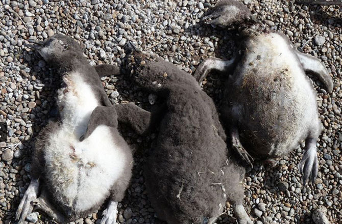 mrtvi pingvini