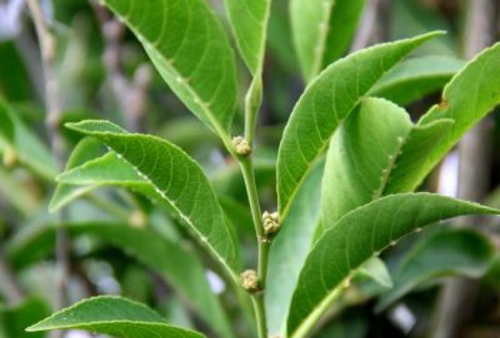 Rinorea niccolifera