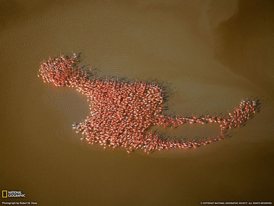Seoba flaminga na Yucatanu