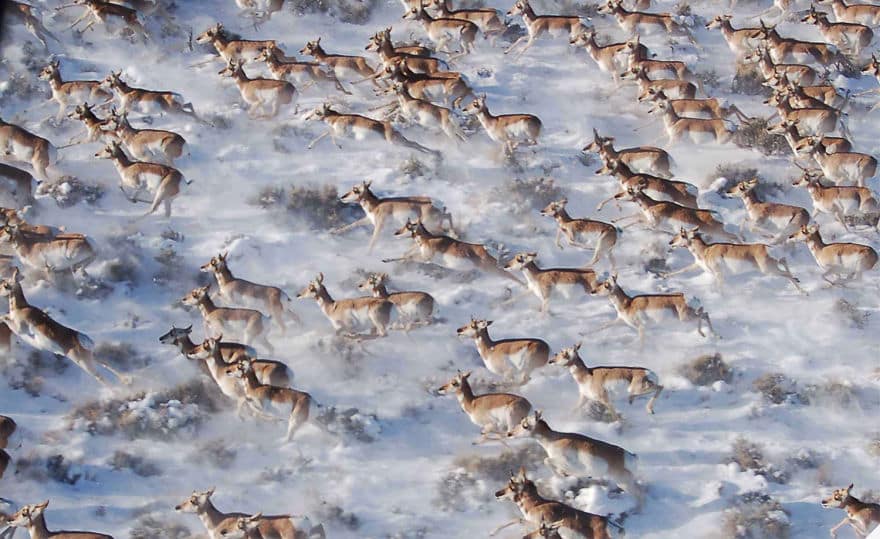 Vitoroga antilopa u Kanadi