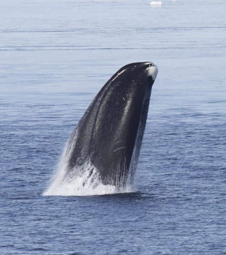 84584_web