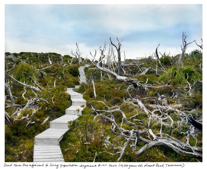 Tasmanijski Huon bor (Image credits: Rachel Sussman)