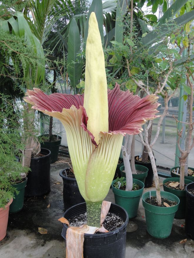 Amorphophallus titanum 