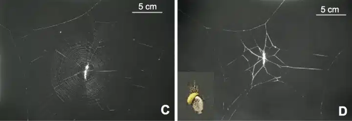 C: Normalna mreža pauka s parazitskim ličinkama. D: Mreža izmanipuliranog pauka. (Credit: Takasuka et al)