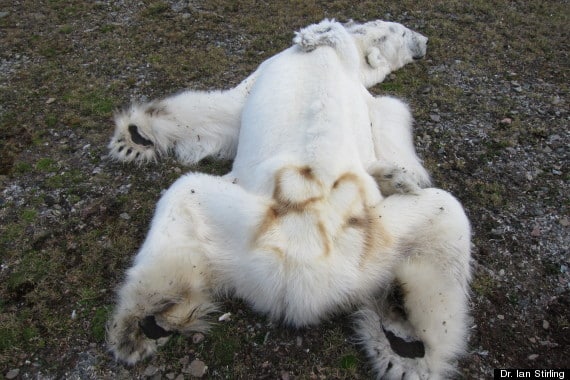 o-NORWEGIAN-POLAR-BEAR-DEAD-570