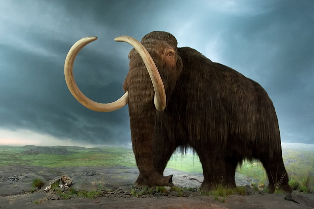 Slikovni rezultat za mamut