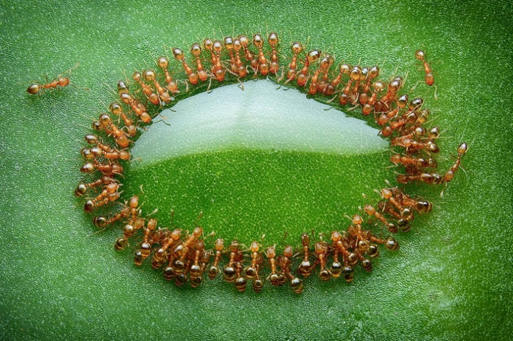 Mravi okupljeni oko kapi meda
