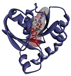 ras-protein