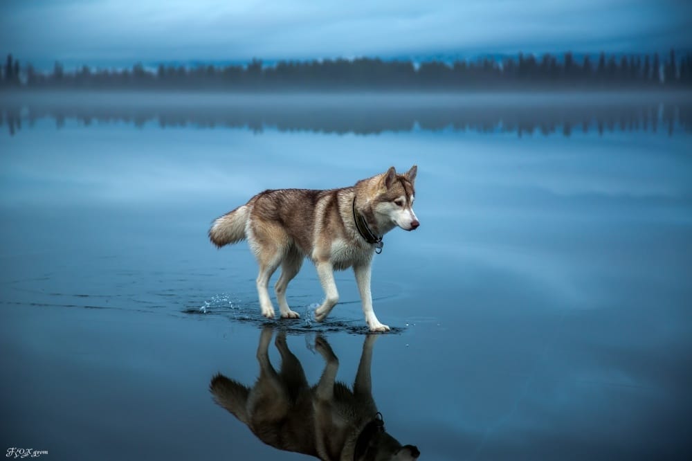 Vuk šeta površinom jezera