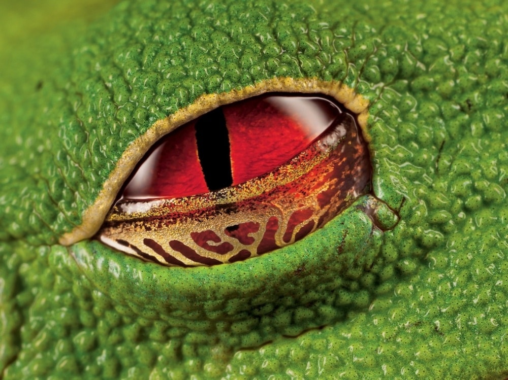 Žablje oko