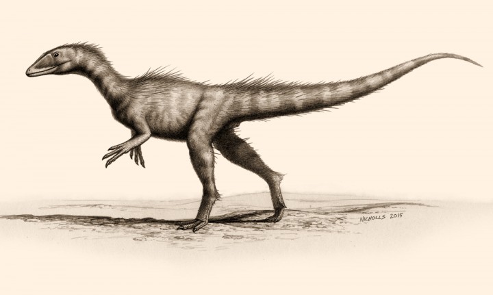 Umjetnički prikaz Dracoraptor haniganija, za kojeg se pretpostavlja kako je bio grabežljivac i lešinar. FOTO: Bob Nichols, paleocreations.com.