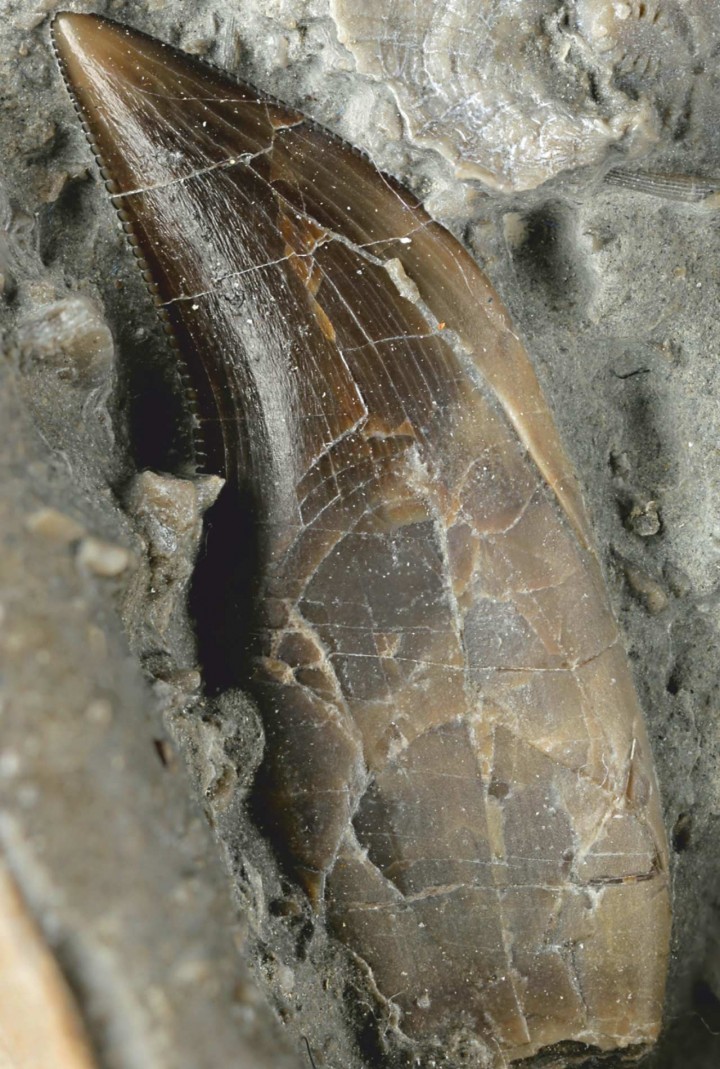 Zub Dracoraptor haniganija. FOTO: Martill D.M. et al.