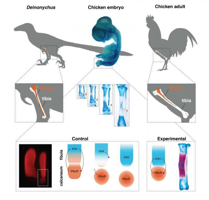 Usporedba kostiju noge pijetla i Deinonychusa. Kao što je vidljivo iz gornjeg prikaza, kod dinosaura su fibula i tibia skoro jednake dužine, dok kod koka to nije slučaj. na donjem dijelu slike prikazano je na koji način deaktivacija gena IHH utječe na gen PthrP, a što za posljedicu ima rast fibule kod pilića. FOTO: Joâo Botelho et. al./Evolution