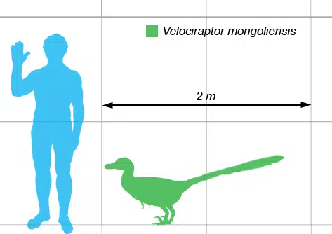 Usporedba veličine čovjeka i velociraptora (Credit: Wikipedia)
