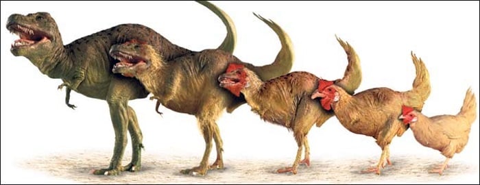 Kokoške su evolucijski sljednici dinosaura (Credit: yournewswire.com)