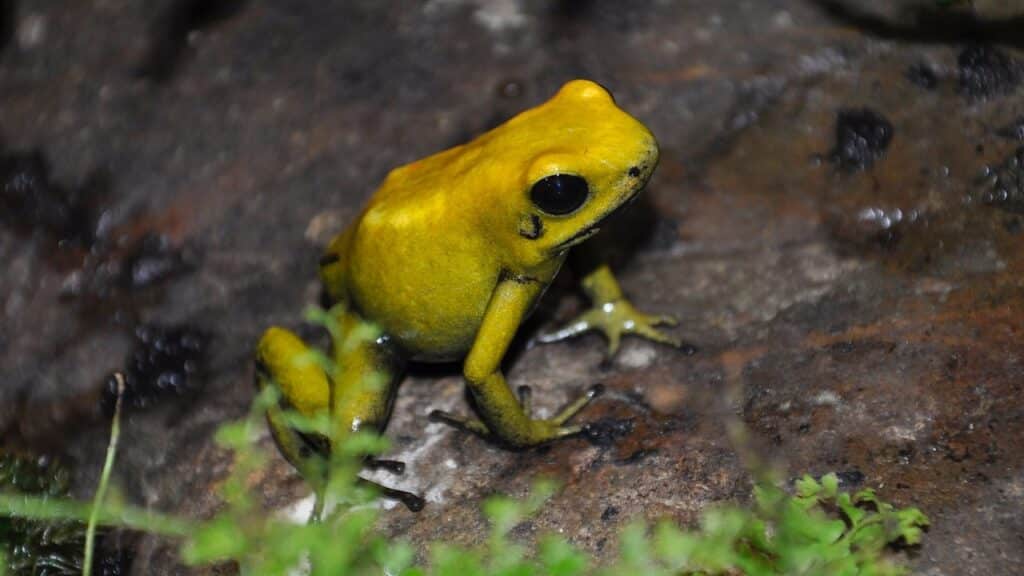 Ove žabe mijenjaju boju kože kako bi izbjegle zabunu tijekom orgija