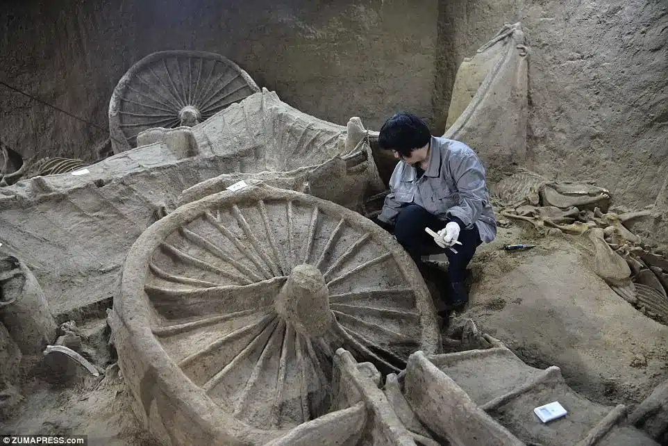 A 2,400-year-old pit containing the remains of horses and chariots believed to belong to a member of an ancient royal household has been uncovered in China. This image shows a researcher examining one of the chariots