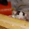 štakori
