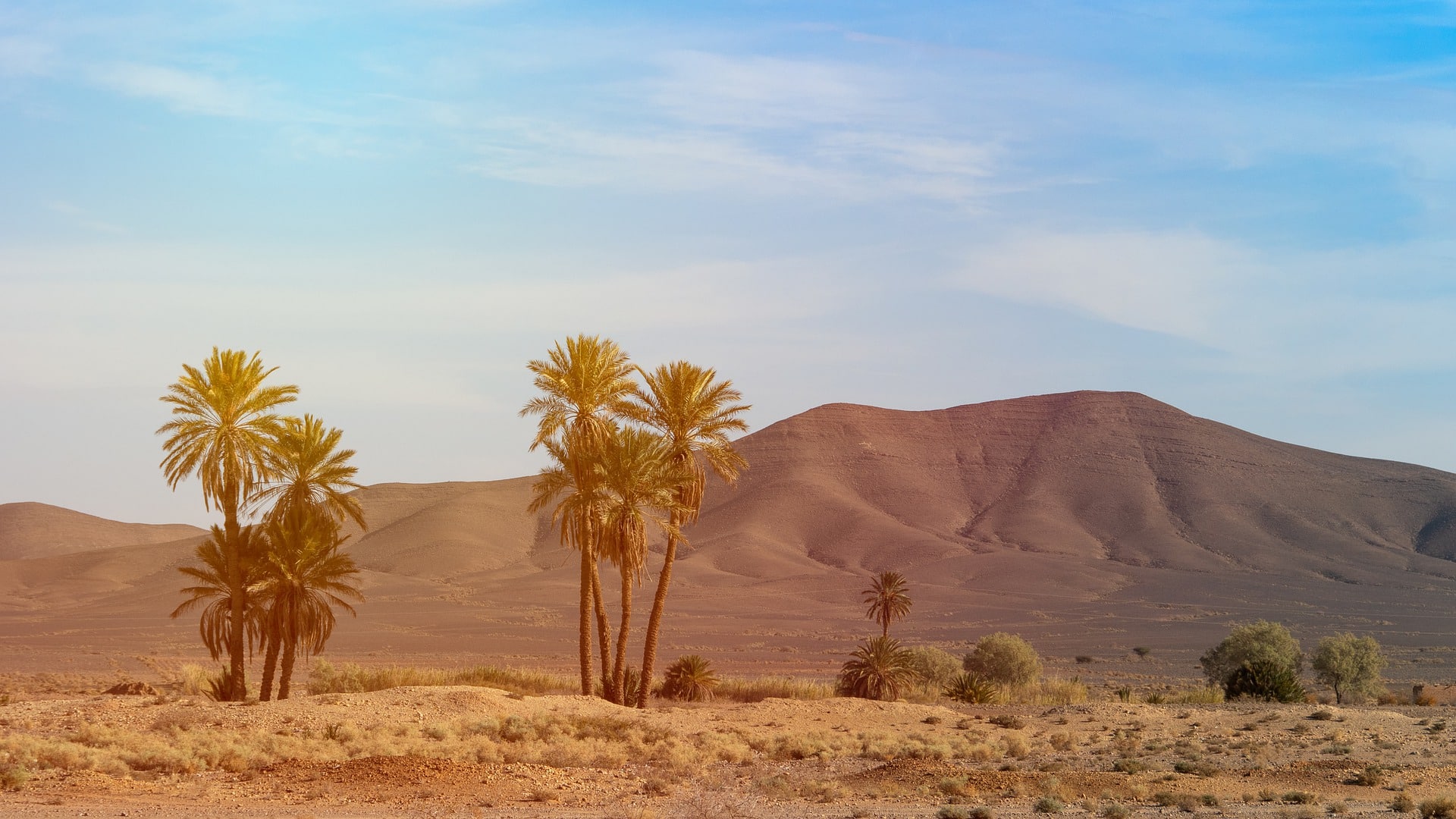 Desert day. Оазис пальмы Марракеш. Финиковая Пальма в пустыне. Деревья в пустыне Марокко. Марокканская Пальма.