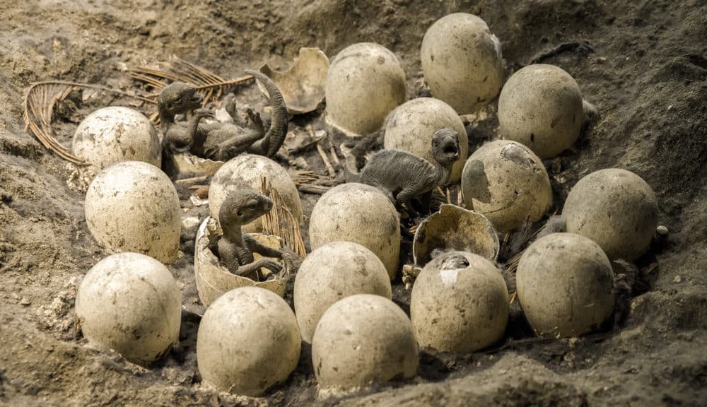 U Indiji pronađena gomila fosiliziranih jaja dinosaura
