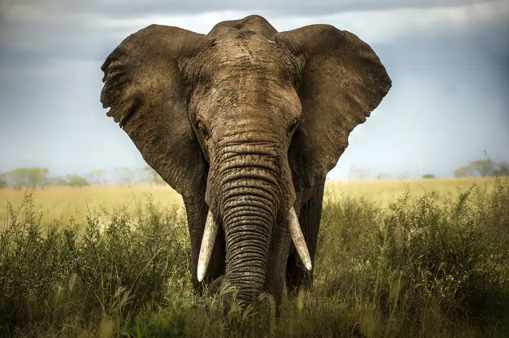 Veliki slon